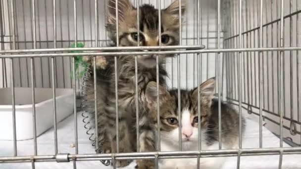 无家可归的小猫在动物收容所的笼子里 可爱的猫正在等待收养 — 图库视频影像