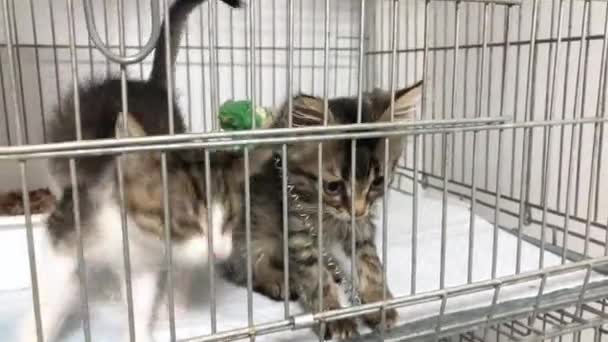 Homeless Kittens Cage Animal Shelter Cute Cat Waiting Adoption — Stock Video