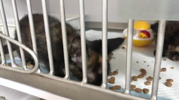 病気の黒いホームレスの猫が檻の中で食べています 猫は動物保護施設でケージで食べている ロシア ウクライナ戦争の結果 放棄された動物 — ストック動画