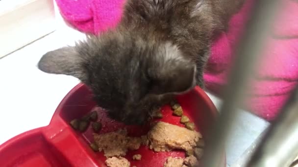 Άρρωστη Μαύρη Άστεγη Γάτα Τρώει Κλουβί Kitten Τρώει Ένα Κλουβί — Αρχείο Βίντεο