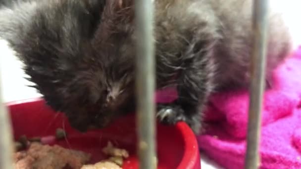 病気の黒いホームレスの猫が檻の中で食べています 猫は動物保護施設でケージで食べている ロシア ウクライナ戦争の結果 放棄された動物 — ストック動画