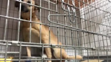 Üzgün, evsiz, köpek bir kafese kapatılmış. Hayvan barınağında kafeste evsiz bir köpek. Veteriner kliniğindeki köpek.. 