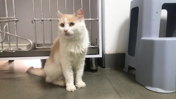 Homeless Cat Walks Animal Shelter Cute Cat Waiting Adoption — Stock Video