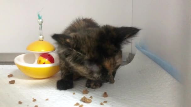 Sick Black Homeless Cat Eats Cage Kitten Eats Cage Animal — Stock Video