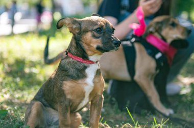 Parktaki üzgün kırma köpek yavrusu. Yaz gününde başıboş bir köpek