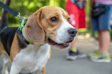 Parktaki av köpeği. Yorgun av köpeği dışarıda.. 