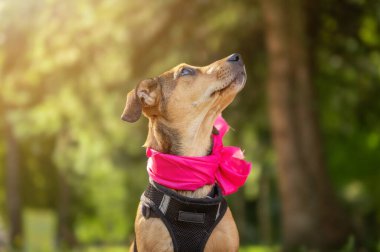 Parktaki üzgün kırma köpek yavrusu. Yaz gününde başıboş bir köpek
