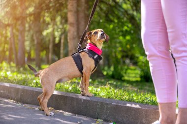 Parktaki kırma köpek. Köpekli genç bir kadın.