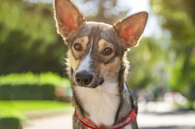 Parktaki üzgün köpek. Bir yaz gününde sokak köpeği. Evlat edinilmeyi bekliyor