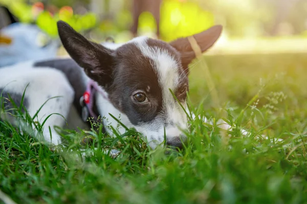 Sad Mongrel Puppy Park Stray Dog Summer Day — Stock Photo, Image