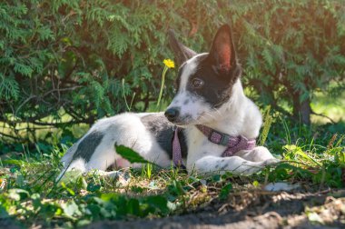 Parktaki üzgün kırma köpek yavrusu. Yaz gününde başıboş bir köpek