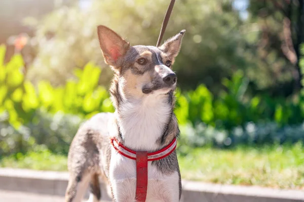 Trauriger Hund Park Streunender Hund Einem Sommertag Warten Auf Verabschiedung — Stockfoto