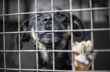 Hayvan barınağındaki köpek evlat edinilmeyi bekliyor. Hayvan barınağındaki evsiz köpek portresi. Köpek kulübeleri kilitli.