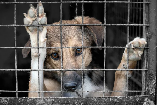 在动物收容所里等待收养的狗 动物收容所笼中无家可归的狗的画像 狗儿锁住了 — 图库照片