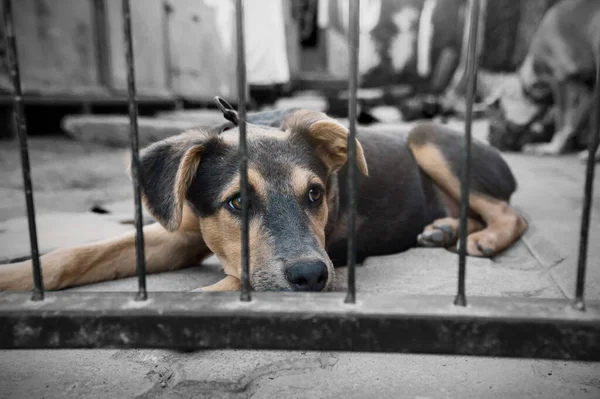 Dog in animal shelter waiting for adoption. Portrait of homeless dog in animal shelter cage. Kennel dogs locked