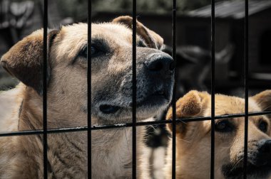 Barınakta parmaklıklar arkasında evsiz köpekler. Hayvan barınağındaki köpekler evlat edinilmeyi bekliyor. Hayvan barınağındaki evsiz köpeklerin portresi. 