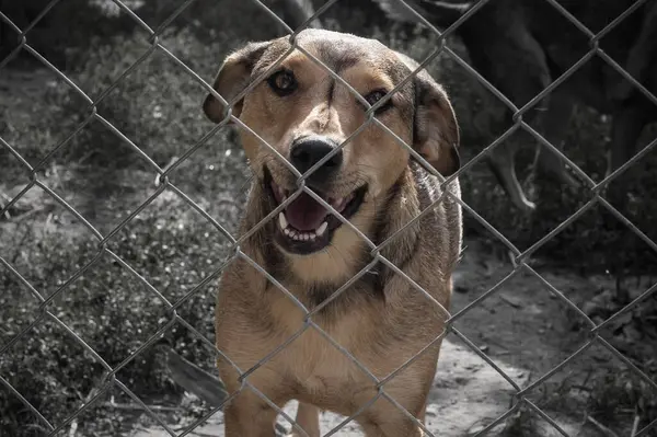 Homeless Dog Bars Shelter Dog Animal Shelter Waiting Adoption Portrait —  Fotos de Stock