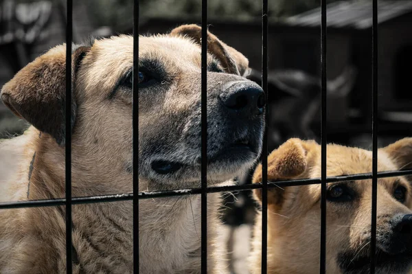 Homeless dogs behind bars in a shelter. Dogs in animal shelter waiting for adoption. Portrait of homeless dogs in animal shelter cage.