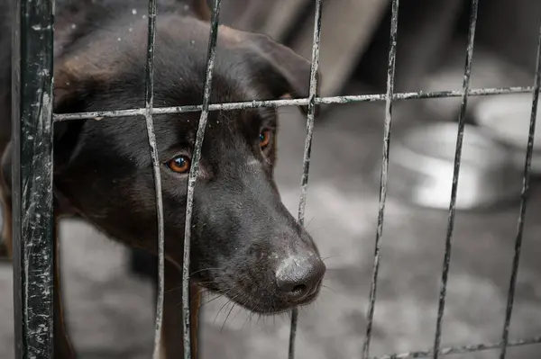 Homeless dog behind bars in a shelter. Dog in animal shelter waiting for adoption. Portrait of homeless dog in animal shelter cage.