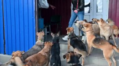 Hayvan barınağındaki köpekler. Aç köpekler yemek için bekliyor. Sığınakta hayvanları beslemek. Hayvanlarla ilgilenmek..