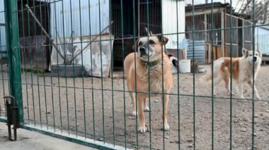 Hayvan barınağındaki köpekler. Sokak köpekleri evlat edinilmeyi bekliyor. Barınaktaki köpekler. Hayvanlarla ilgilenmek..