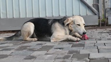 Hayvan barınağındaki köpekler. Aç köpek aç gözlülükle yemek yiyor. Sığınakta hayvanları beslemek. Hayvan bakımı..