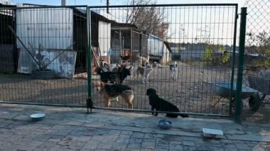 Hayvan barınağındaki köpekler. Sokak köpekleri evlat edinilmeyi bekliyor. Barınaktaki köpekler. Hayvanlarla ilgilenmek..