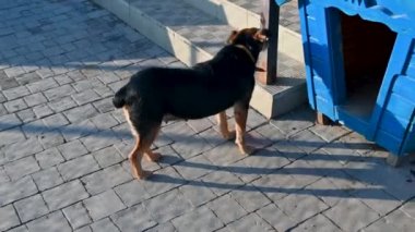 Hayvan barınağındaki köpekler. Sokak köpekleri evlat edinilmeyi bekliyor. Hayvanlarla ilgilenmek..