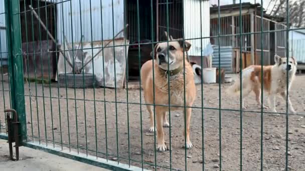 Perros Refugio Animales Perros Callejeros Esperando Adopción Perros Jaulas Refugio — Vídeo de stock