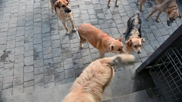 動物保護施設にいる犬たち 飢えた犬は食べ物を待っている シェルターで動物に餌を与える 動物の世話をする — ストック動画