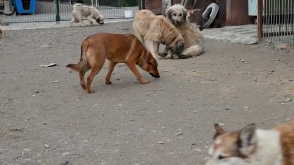 Hayvan Barınağındaki Köpekler Sokak Köpekleri Evlat Edinilmeyi Bekliyor Barınaktaki Köpekler — Stok video