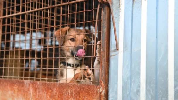 动物收容所里的狗 等待收养的流浪狗 躲藏在笼子里的狗照顾动物 — 图库视频影像