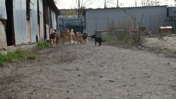 動物保護施設にいる犬たち 野良犬は養子縁組を待っている 動物の世話をする — ストック動画