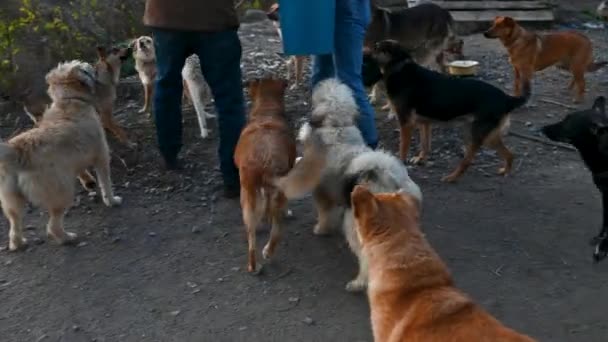 動物保護施設にいる犬たち 飢えた犬は食べ物を待っている シェルターで動物に餌を与える 動物の世話をする — ストック動画