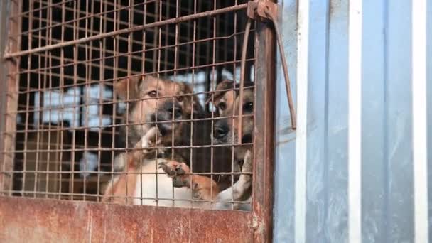 Cães Abrigo Animais Cães Rasteiros Espera Adopção Cães Jaulas Abrigo — Vídeo de Stock