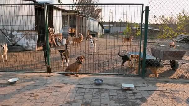 動物保護施設にいる犬たち 野良犬は養子縁組を待っている シェルターケージにいる犬 動物の世話をする — ストック動画