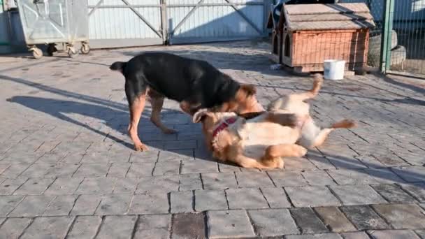 Kutyák Állatmenhelyen Kóbor Kutyák Adoptálásra Várnak Kutyák Játszanak Menhelyen Állatgondozás — Stock videók