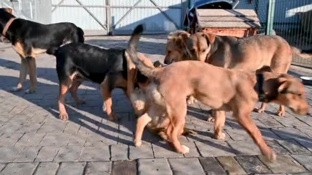動物保護施設にいる犬たち 野良犬は養子縁組を待っている 犬はシェルターで遊んでいる アニマルケア — ストック動画