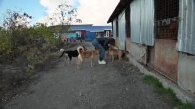 Hayvan barınağı gönüllüsü köpeklerle ilgileniyor. Barınaktaki köpek. Kafesteki Lonley köpekleri neşeli kadın gönüllülerle