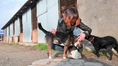 Hayvan barınağı gönüllüsü köpeklerle ilgileniyor. Barınaktaki köpek. Kafesteki Lonley köpekleri neşeli kadın gönüllülerle