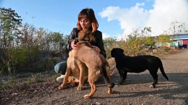 Animal Refugio Voluntario Encarga Los Perros Perro Refugio Lonley Perros — Vídeo de stock