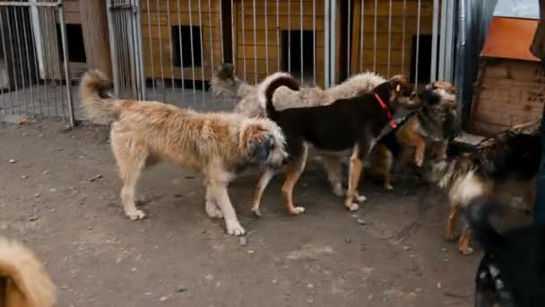Állatmenhely Önkéntese Gondoskodik Kutyákról Kutya Menhelyen Lonley Kutyák Ketrecben Vidám — Stock videók