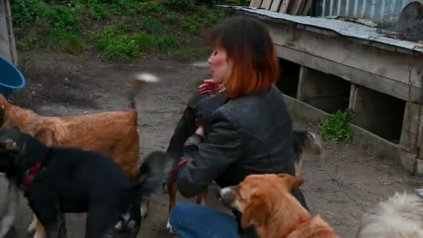 Frivilligarbetare Tar Hand Hundar Hund Härbärget Lonley Hundar Bur Med — Stockvideo