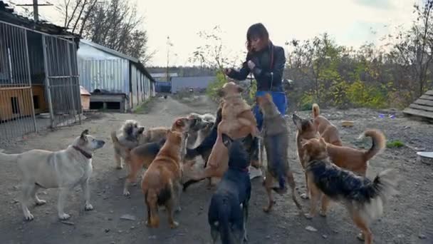 動物保護団体のボランティアが犬の世話をする シェルターで犬 陽気な女性ボランティアとケージにいるLonley犬 — ストック動画