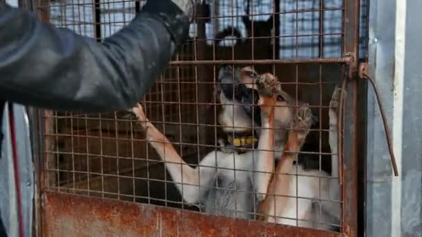 Volontario Del Rifugio Animali Prende Cura Dei Cani Cane Rifugio — Video Stock