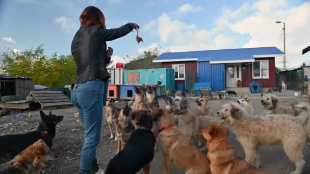 Wolontariuszka Schroniska Dla Zwierząt Zajmuje Się Psami Pies Schronisku Samotne — Wideo stockowe