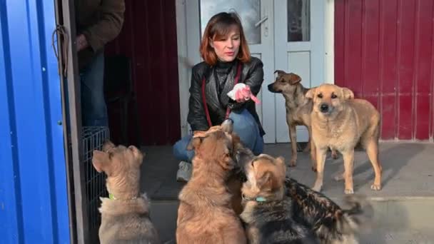 Εθελοντής Στο Καταφύγιο Ζώων Φροντίζει Σκυλιά Σκύλος Στο Καταφύγιο Lonley — Αρχείο Βίντεο