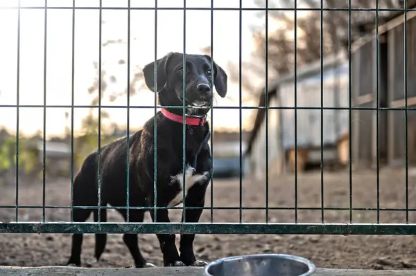 Dog in cage at animal shelter.  Sad dog puppy in animal center. Homeless dog