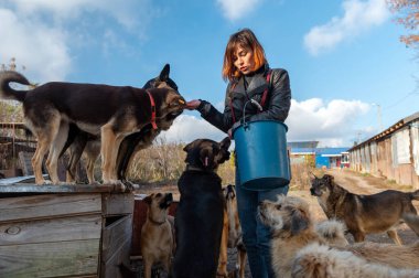 Barınaktaki köpek. Hayvan barınağı gönüllüsü köpeklerle ilgileniyor. Hayvan gönüllüleri evsiz hayvanlarla ilgilenir..