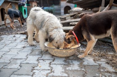 Hayvan barınağında kafesteki köpek. Hayvan merkezinde üzgün köpek yavrusu. Evsiz köpek.